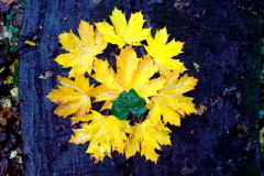 486804_4248776350979_962904568_n